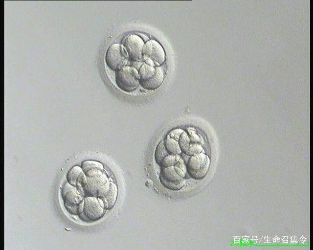 孕妇肚子多大