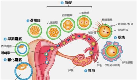 13岁女孩月经不规律