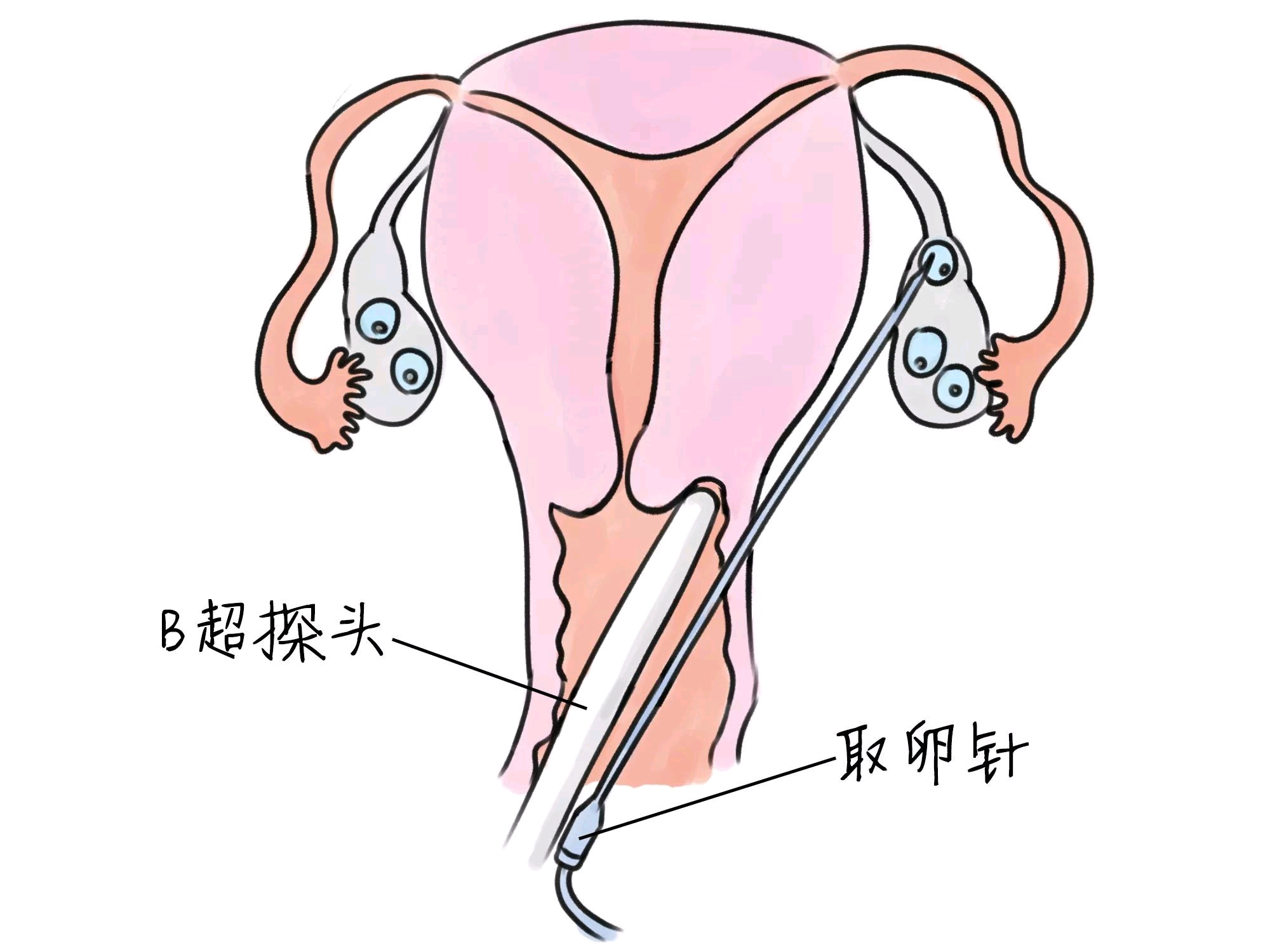 婴儿早期行为发展