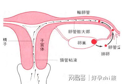 14岁女孩