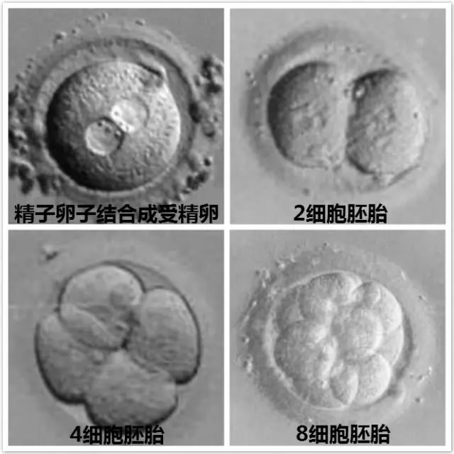100%生女儿的症状