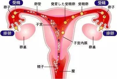 昆明试管婴儿