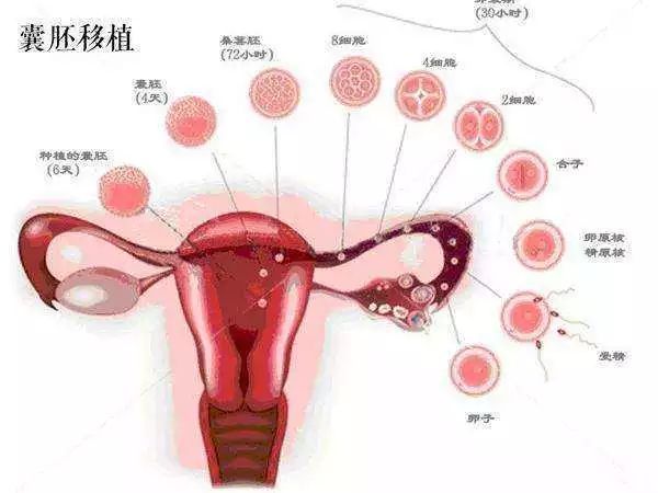 兰州捐卵咨询